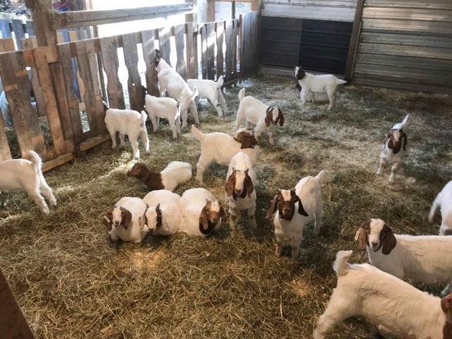 Gallery Triple G Ranch